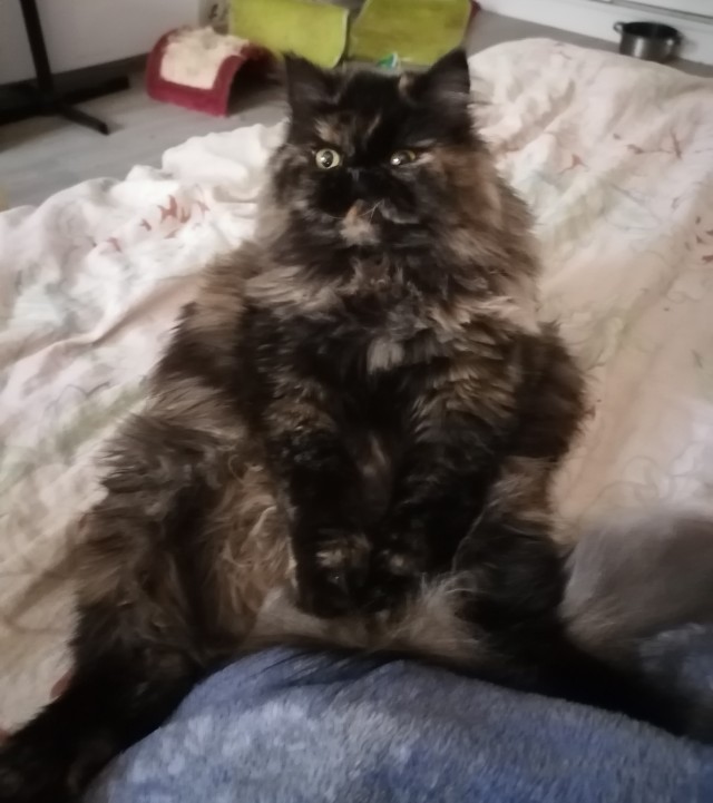 Вторник. Котэ. Пора