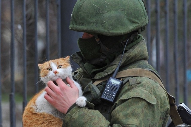 Война и Котики
