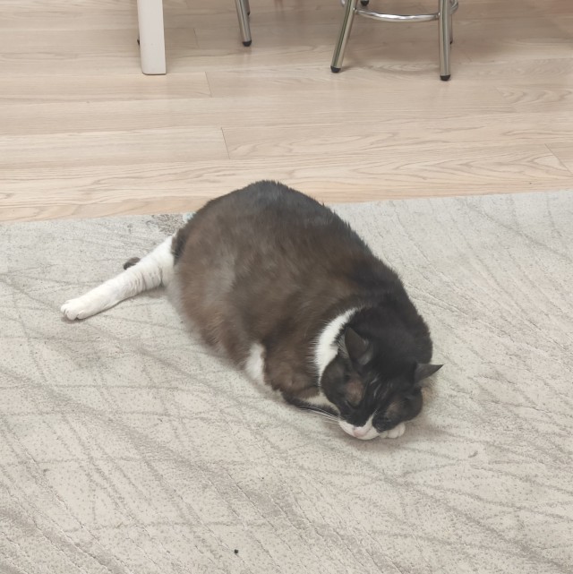 О котах