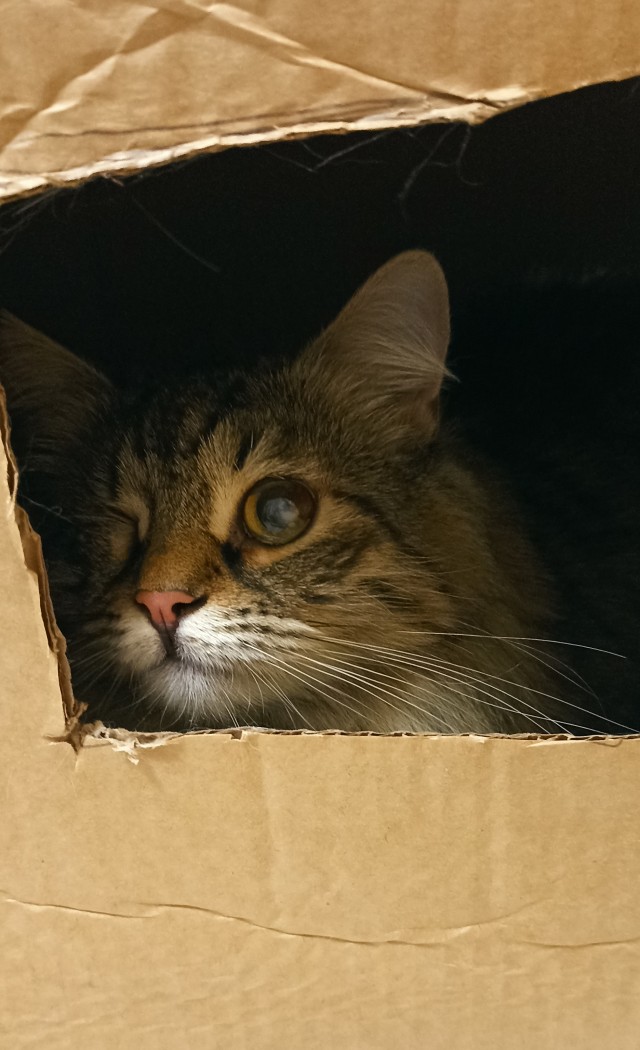 Котовторник вроде.