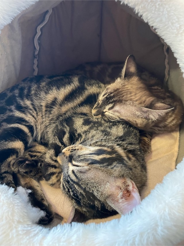 Котовторник от пластилинового рукодела