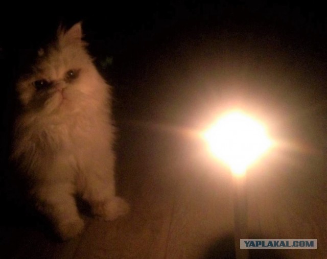 Вариант кота с лампой