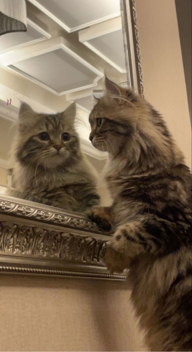 А это мой котан к котовторнику