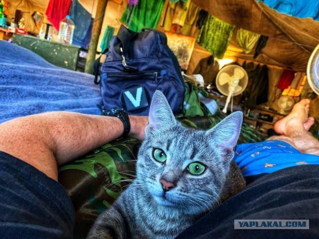 Кошка талисман или АСОшка!