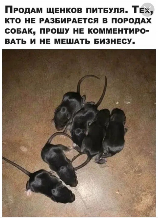 Новый друг