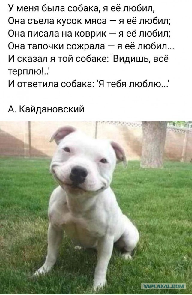 Сегодня собакочетверг