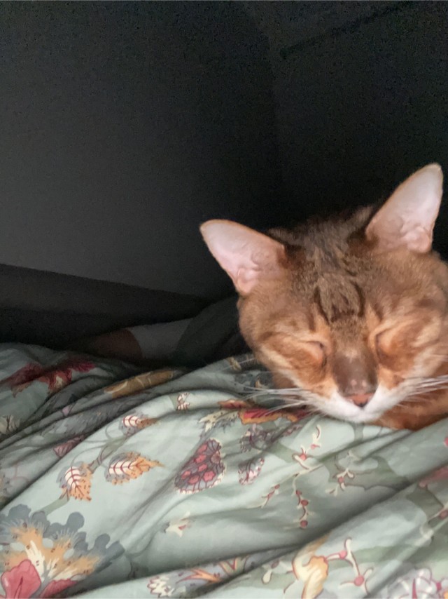 Есть в семье такая подруга у дочери (посвящено котовторнику)