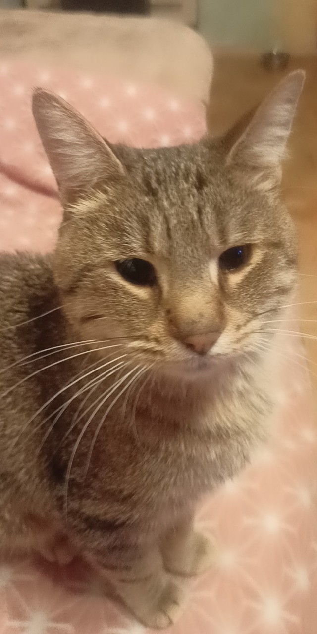 Нашли кота