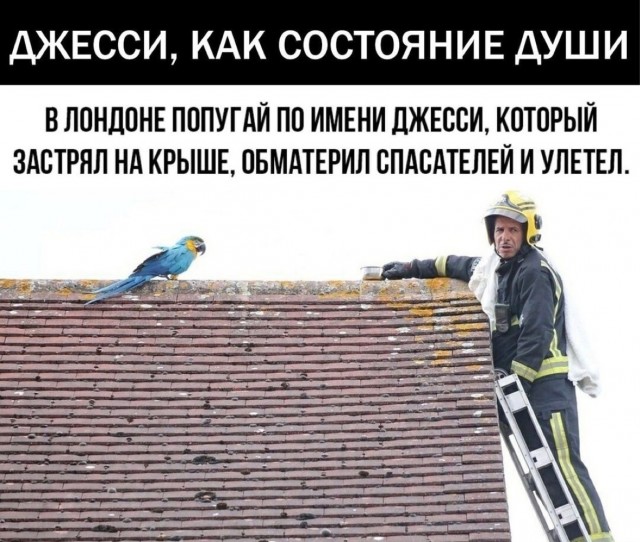 Юмор в картинках и без 21.11.2022