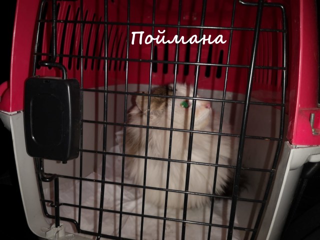Жизнь домашнего приюта "Котоленд" 368