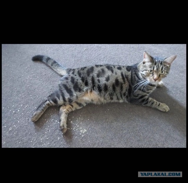 Котейка
