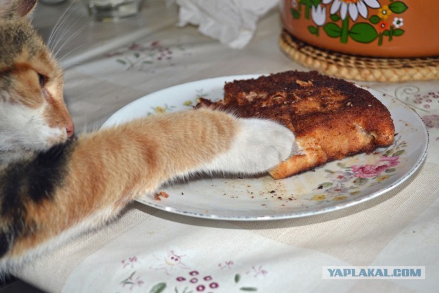 Котовторник 16.04.2013