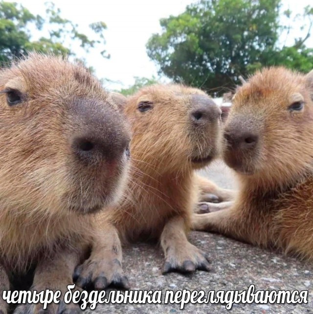 Весёлый полтишок 08.09.23