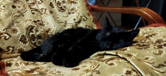 Подборка котов, нашедших свой дом