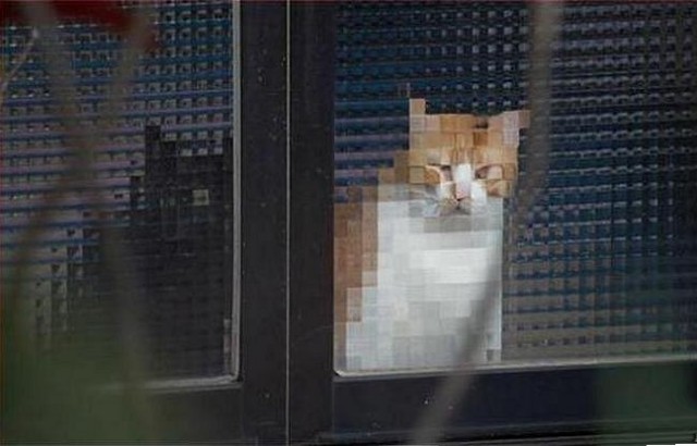 Картина. Кот за дверью