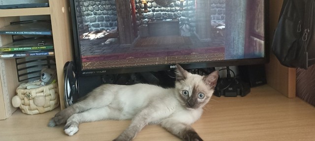 Котовторник же!