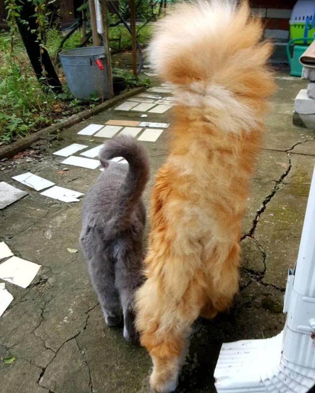 Мэйн-кун!  Котовторнику посвещается!
