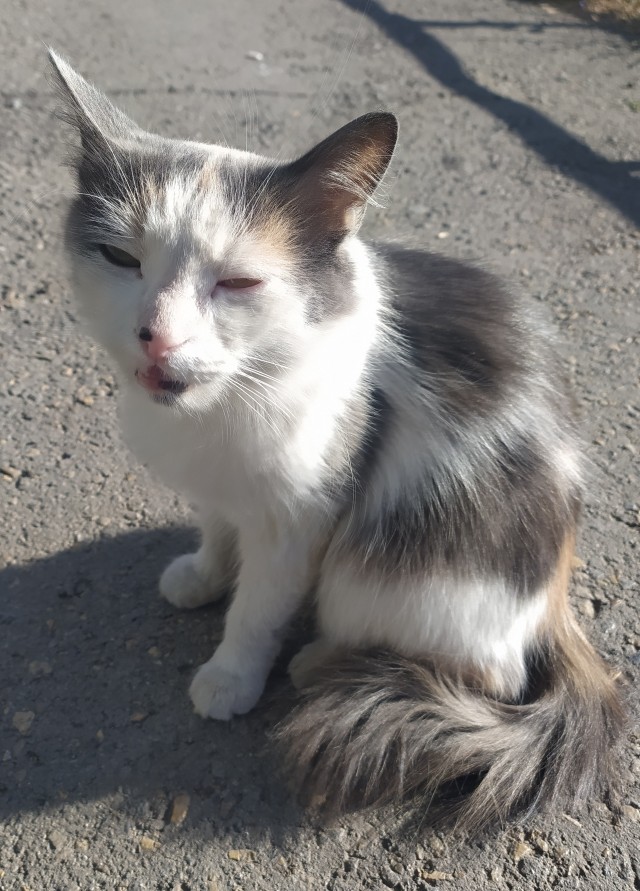 Ещё один хвост