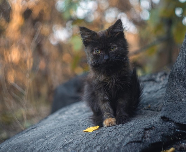 Соня "Золотая лапка"