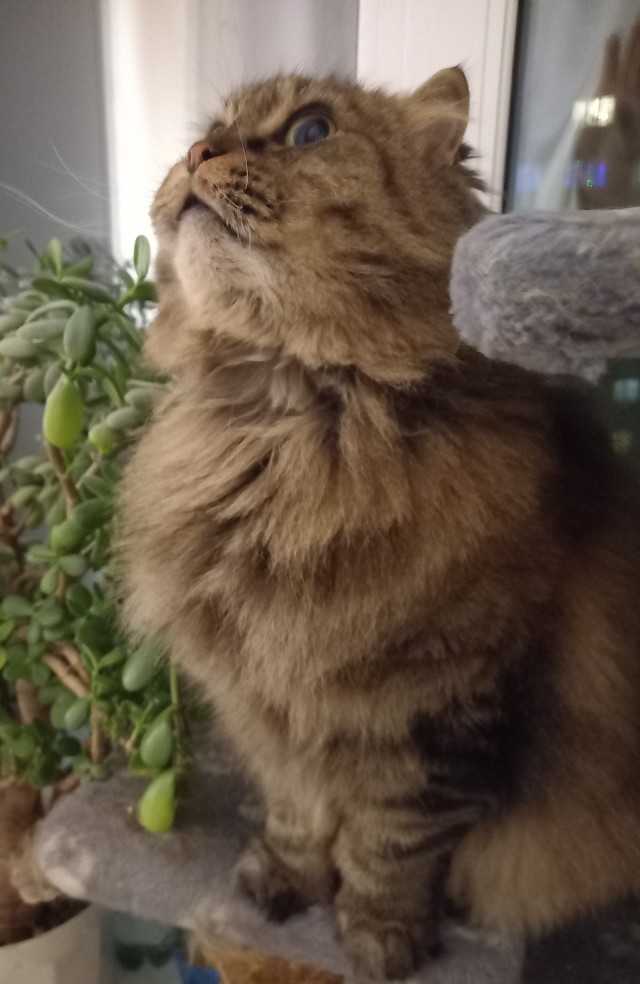 Котовторник 31.12.2024. Последний котовторник года
