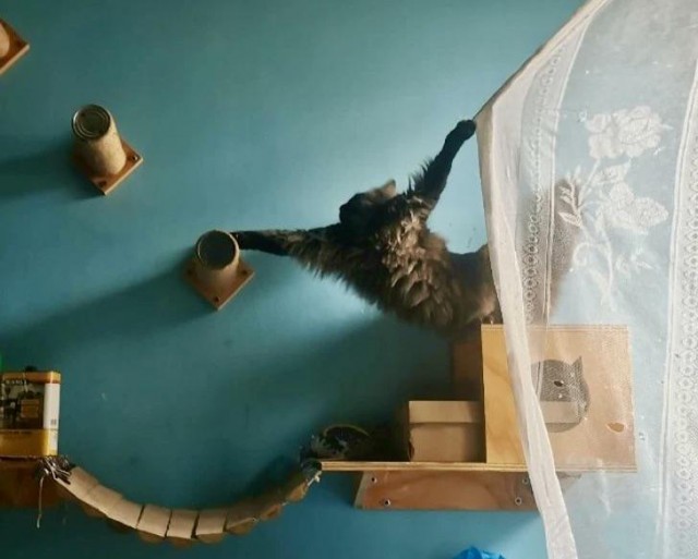 Внезапный ренессанс