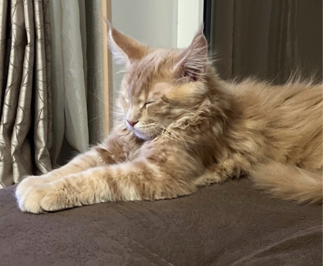 Коты, которые смирились со своей участью