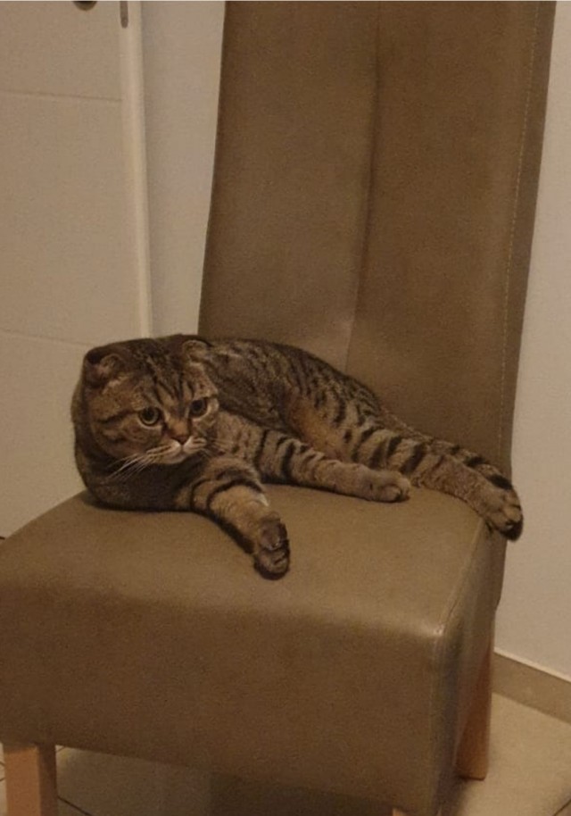 Это что, котовторник?