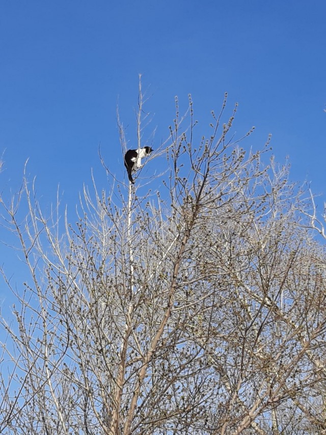 Котовторник