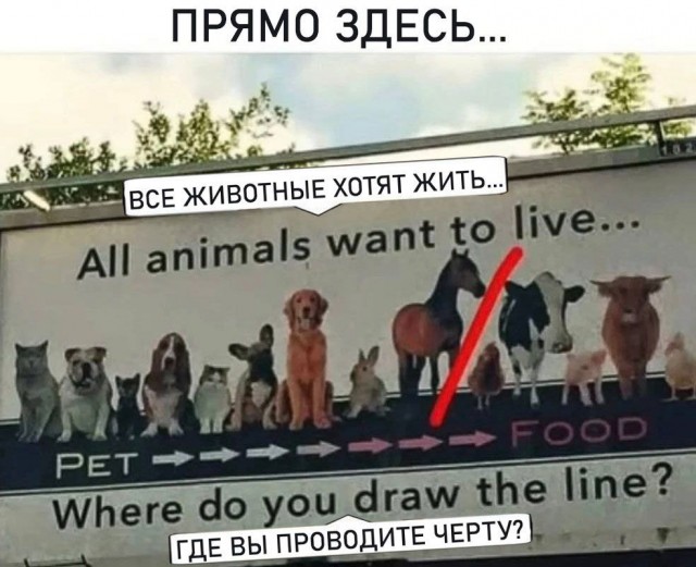 Немного картинок 31.07.25
