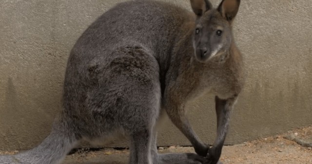Кенгуру в Берлине: полиция призывает к осторожности