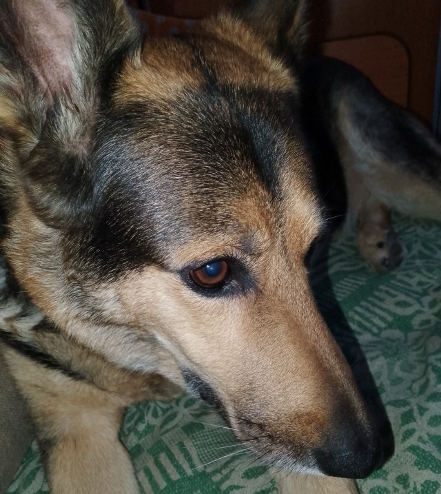 Новый член семьи