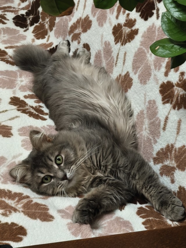 К котофторнику