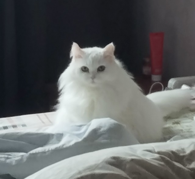 «Кошки - проводники в тонкий мир…» - что можно нашептать кошке на ушко, рассказывает Виктория Райдос