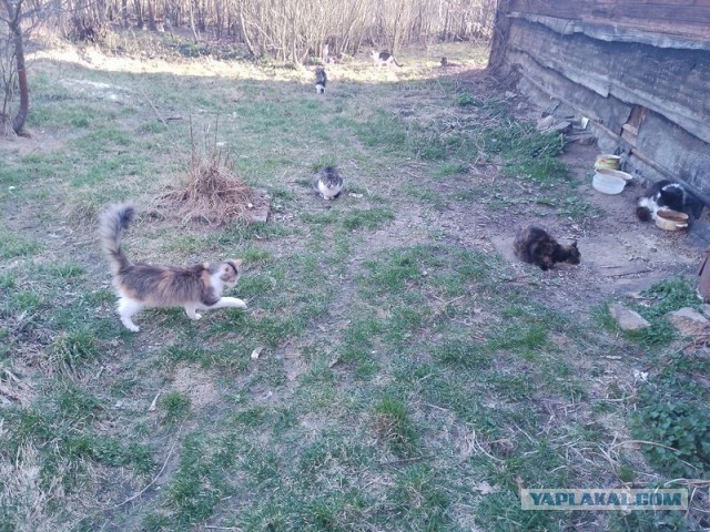 Жизнь домашнего приюта для котеек 576