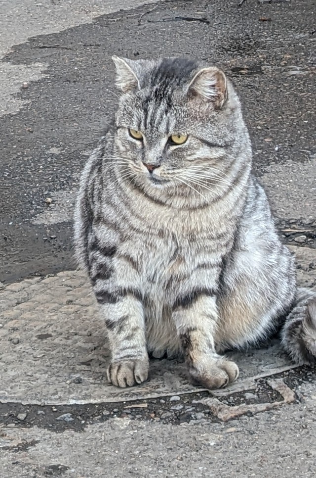 Просто одно котэ