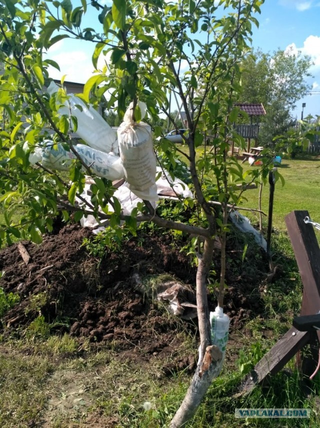 Братья и сестры..
