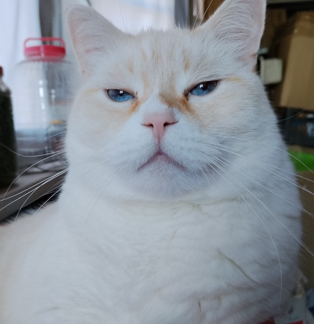 Фотки красивого кота.