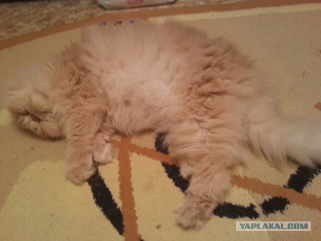 Котовторник  10.12.2013