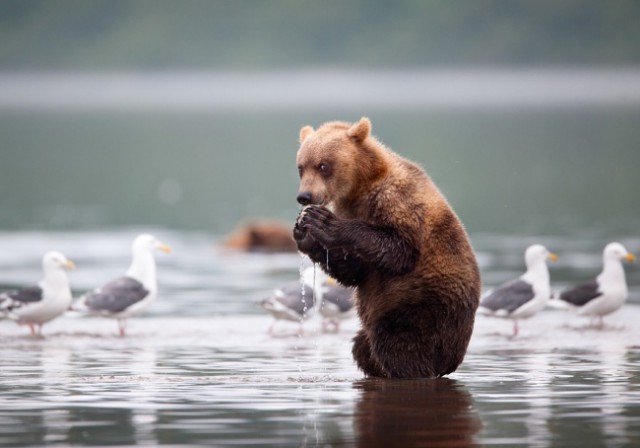 Медведи — они как люди