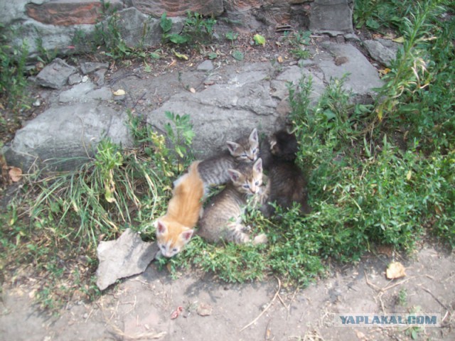 Котовторник 6.05.2014