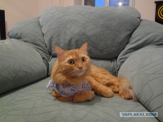 Котовторник 20.05.2014