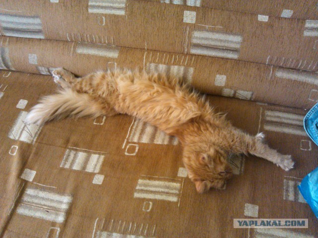 Котовторник 20.05.2014