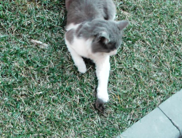 Кошки-мышки или шанс на жизнь