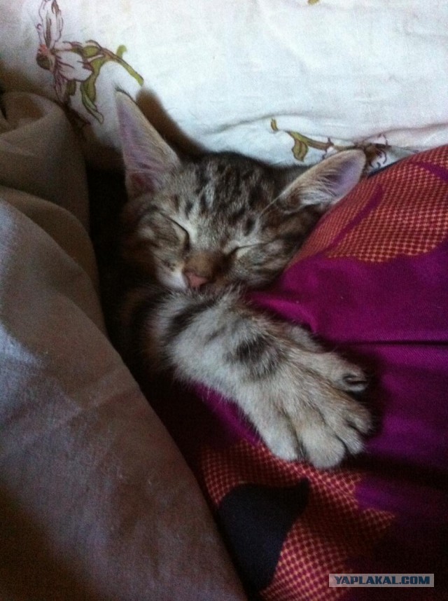 Котовторник 15.07.2014.