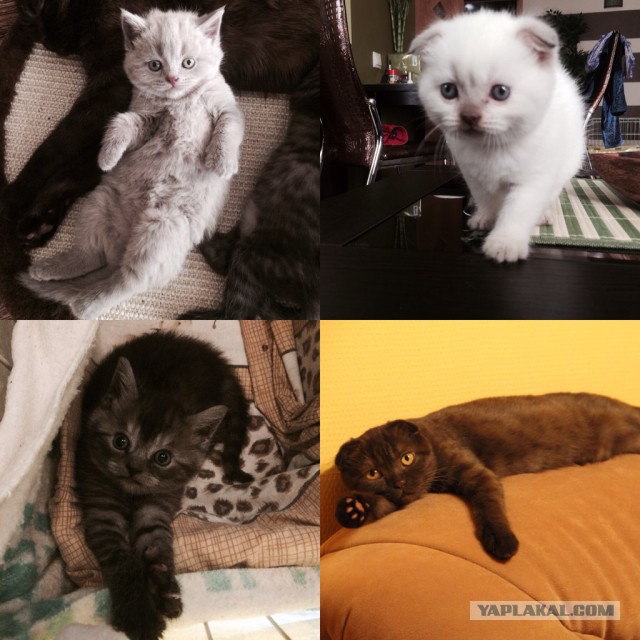 Котовторник 22.07.14