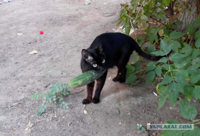 Удачный день у Котэйки.