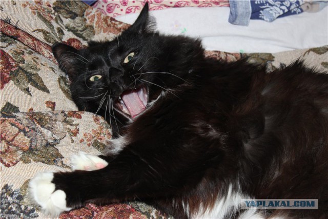 Котовторник 30.09.2014