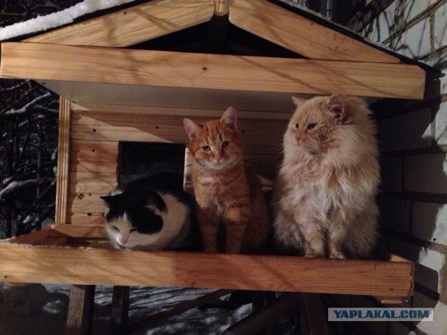 Зима, КотЭдж.