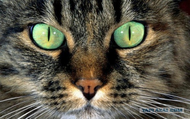 10 попыток вещественно доказать реинкарнацию