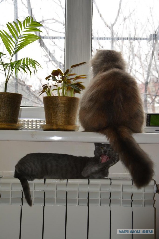 Котовторник